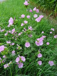 Attēlu rezultāti vaicājumam “Malva moschata”