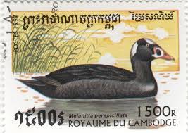 Image result for Melanitta perspicillata