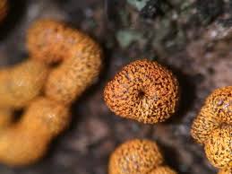 Attēlu rezultāti vaicājumam “Physarum auriscalpium sessile”