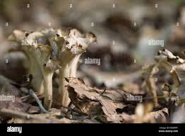 Attēlu rezultāti vaicājumam “Pseudocraterellus”