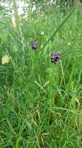Attēlu rezultāti vaicājumam “Allium scorodoprasum leaf”