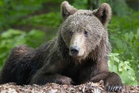 Attēlu rezultāti vaicājumam “Ursus arctos”