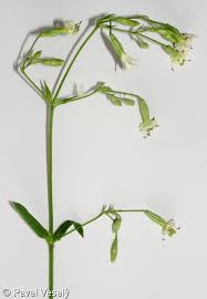 Attēlu rezultāti vaicājumam “Silene nutans”