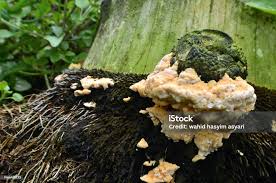 Attēlu rezultāti vaicājumam “Oxyporus”