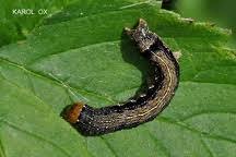 Attēlu rezultāti vaicājumam “Orthosia munda”