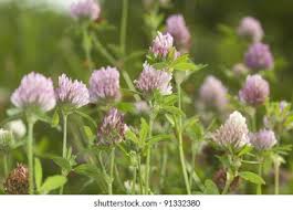 Attēlu rezultāti vaicājumam “Trifolium spadiceum flower”