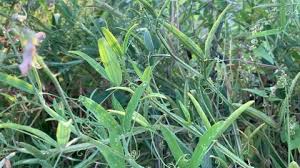 Attēlu rezultāti vaicājumam “Jacobaea paludosa leaf”