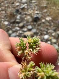 Attēlu rezultāti vaicājumam “Scleranthus annuus”