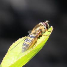 Attēlu rezultāti vaicājumam “Syrphus torvus”