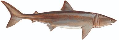 Image result for Cetorhinus maximus