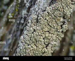 Attēlu rezultāti vaicājumam “Hypocenomyce scalaris”