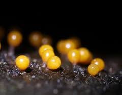 Attēlu rezultāti vaicājumam “Trichia ambigua”