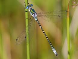 Attēlu rezultāti vaicājumam “Lestes dryas male”