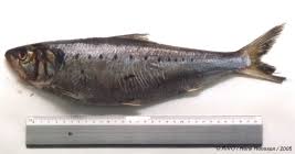 Image result for Alosa fallax