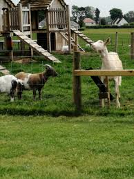 Image result for Oswestry Rugby Football Club