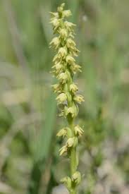 Attēlu rezultāti vaicājumam “Herminium monorchis flower”