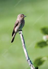 Attēlu rezultāti vaicājumam “Muscicapa striata”