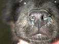 Canine Distemper