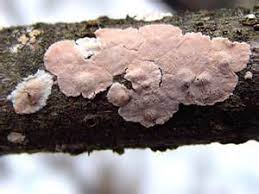 Attēlu rezultāti vaicājumam “Corticium roseum”