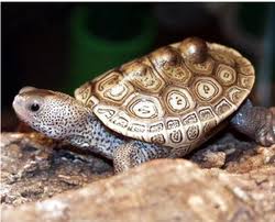 Image result for Malaclemys terrapin