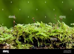 Attēlu rezultāti vaicājumam “Brachythecium rutabulum sporophyte”