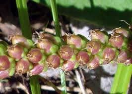 Attēlu rezultāti vaicājumam “Plantago major flower”