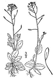 Attēlu rezultāti vaicājumam “Draba nemorosa”