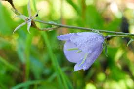 Attēlu rezultāti vaicājumam “Campanula trachelium bud”