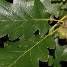 Attēlu rezultāti vaicājumam “Myriosclerotinia scirpicola”
