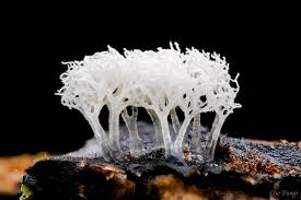 Attēlu rezultāti vaicājumam “Stemonitopsis hyperopta var. landewaldii macro”