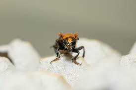 Attēlu rezultāti vaicājumam “Nicrophorus vespilloides”