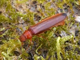 Attēlu rezultāti vaicājumam “Hylecoetus dermestoides”