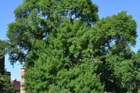 Attēlu rezultāti vaicājumam “Fraxinus pennsylvanica male flower”