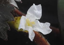 Attēlu rezultāti vaicājumam “Trapaceae”