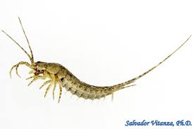 Attēlu rezultāti vaicājumam “Machilidae”