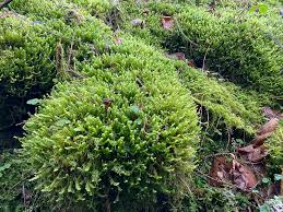 Attēlu rezultāti vaicājumam “Plagiochila asplenioides”