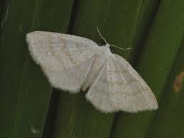 Attēlu rezultāti vaicājumam “Cabera exanthemata”