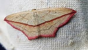 Attēlu rezultāti vaicājumam “Timandra comae”