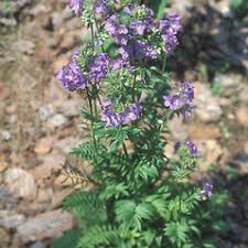 Image result for Polemonium coeruleum