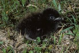 Image result for Crex crex