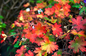 Attēlu rezultāti vaicājumam “Geranium bohemicum leaf”