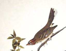 Image result for Chondestes grammacus