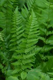 Attēlu rezultāti vaicājumam “Dryopteris cristata”