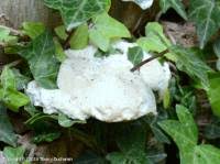 Attēlu rezultāti vaicājumam “Postia tephroleucus”