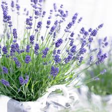 Image result for Lavendel