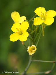 Attēlu rezultāti vaicājumam “Sinapis arvensis leaf”