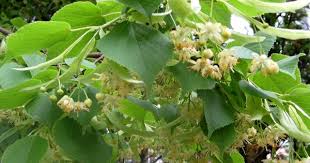 Attēlu rezultāti vaicājumam “Tilia tomentosa fruit”