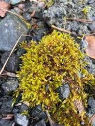 Attēlu rezultāti vaicājumam “Hypnum cupressiforme var. lacunosum”