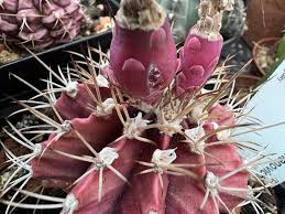 Attēlu rezultāti vaicājumam “Herminium monorchis fruit”