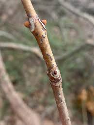 Attēlu rezultāti vaicājumam “Phellodendron amurense bud”